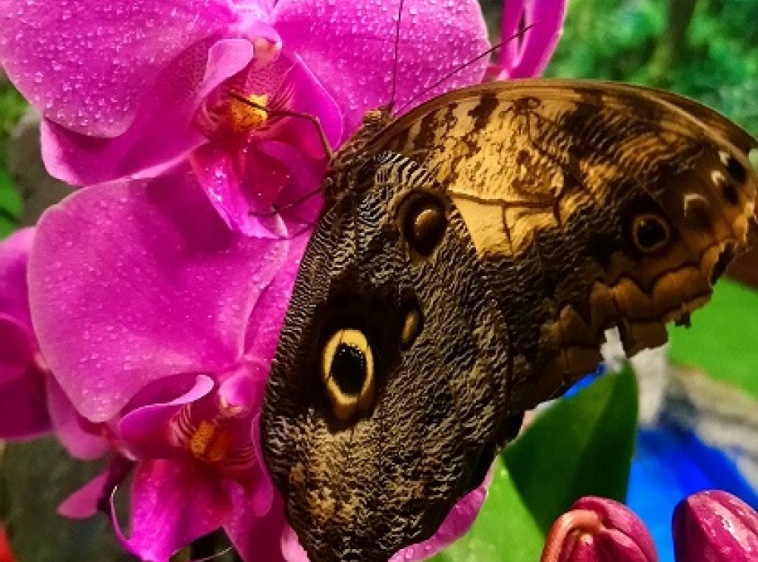 MOTYLARNIA  KARWIA