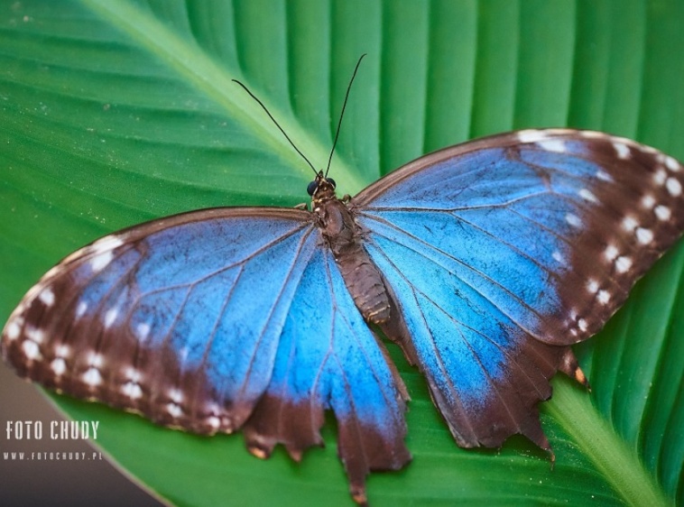 MOTYLARNIA  KARWIA